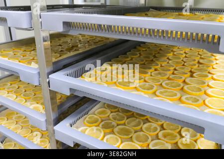 Lemons and oranges cut into slices are dried on baking trays on racks in drying cabinets Stock Photo