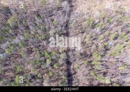 A plot of felled forest in a nature reserve, industrial logging Stock Photo