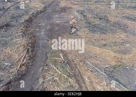 A plot of felled forest in a nature reserve, industrial logging Stock Photo