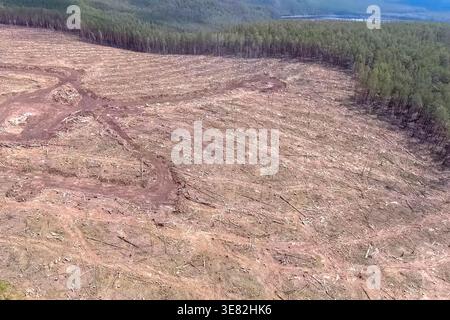 A plot of felled forest in a nature reserve, industrial logging Stock Photo