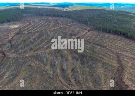 A plot of felled forest in a nature reserve, industrial logging Stock Photo