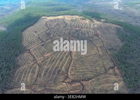 A plot of felled forest in a nature reserve, industrial logging Stock Photo