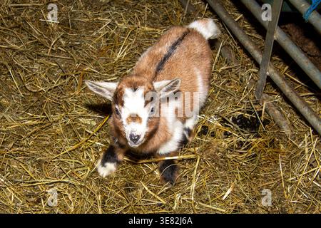 Newborn goat in the hay in the barn in Carinthia, Austria. White and brown. Stock Photo
