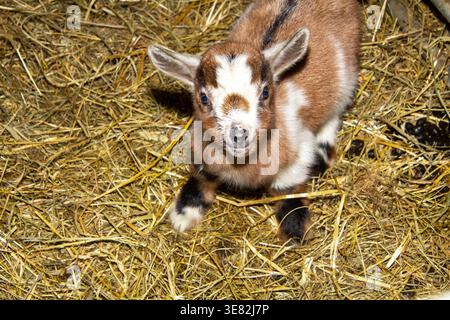 Newborn goat in the hay in the barn in Carinthia, Austria. White and brown. Stock Photo