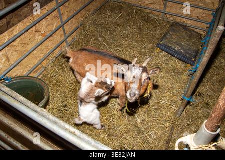 Mother goat looking into the camera. The newborn goat jumping around in the hay in the barn  Stock Photo