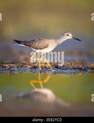 Lesser Yellowlegs at sunset Stock Photo