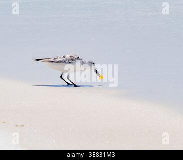 Panama City Beach, FL, USA. 11th Apr 2026. A Sanderling forages along the white quartz sand shoreline, picking up a small yellow object - possibly microplastic debris - during the Gulf Coast Salute Air Show weekend at Russell-Fields City Pier. The two-day event, organized by Tyndall Air Force Base, draws thousands of spectators to the beach, raising concerns among conservationists about disturbance to shorebirds and other coastal wildlife that share the habitat with airshow crowds. No Federal endorsement of advertisers or sponsors is intended or implied. Credit: Tosh Persons / Ģ����ý Live News Stock Photo