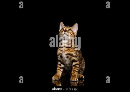 Cute purebred bengal cat sitting and staring upwards with curiosity on isolated black background Stock Photo