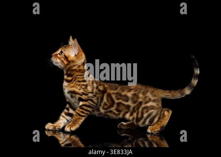 Young bengal cat walking and stretching forward while exploring dark studio space on isolated black background Stock Photo