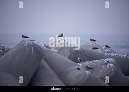 Seabirds Resting on Coastal Tetrapods in Misty Seascape Stock Photo