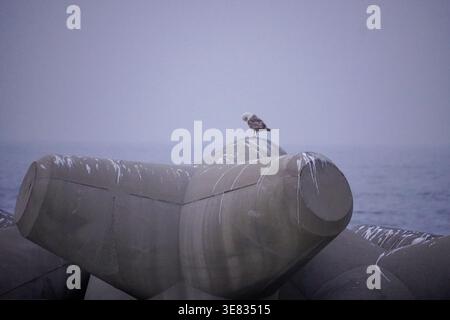 Solitary Gull Perched on Concrete Tetrapod by the Sea Stock Photo