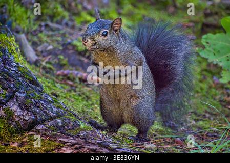 Eastern gray squirrel (Sciurus carolinensis, grey squirrel) holding food on a mossy log. Stock Photo
