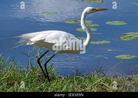 Great egret (Ardea alba) preparing to take flight along the shoreline of Lake Minneola in Clermont, Florida. (USA) Stock Photo