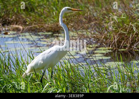 Great egret (Ardea alba) along the shoreline of Lake Minneola in Clermont, Florida. (USA) Stock Photo