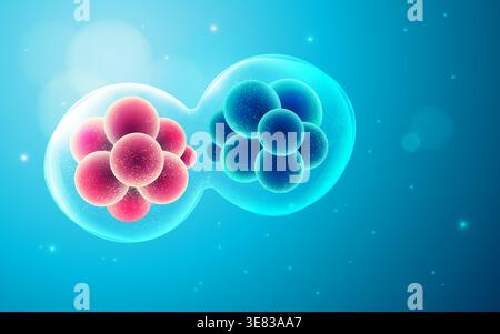 graphic of cell disvision or mitosis presented with biotechnology element Stock Vector