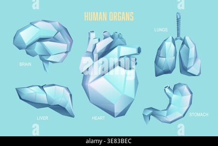 graphic of low poly human organs set for infographics or education Stock Vector