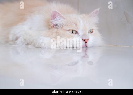 A brown and white Persian cat is sleeping on the floor. Cream Persian Cat Resting on Brown Stock Photo
