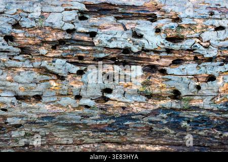 Rotten wood surface presenting natural decay with visible insect holes and textured bark Stock Photo