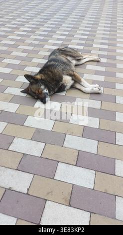 Dog resting peacefully on tiled pavement, laying on its side. dog lies on its side on the pavement, feeling completely at ease. Its body is stretched Stock Photo