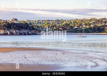 Flock of Herring gulls on the beach in low tide by the city Crozon in France Stock Photo