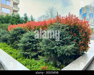 In a city garden, green plants and red bushes form a natural setting. Buildings can be seen in the distance under a cloudy sky. The plants look well a Stock Photo