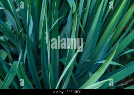 A detailed close-up of Yucca long, pointed green leaves with a smooth texture Stock Photo