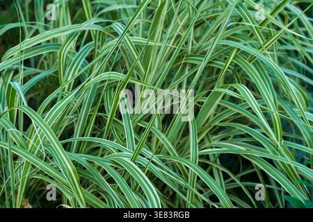 A close-up of vibrant green striped ornamental grass, captured outdoors in natural daylight.  Stock Photo