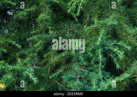 Close-up of juniper branches with dense green needles in a natural outdoor setting Stock Photo