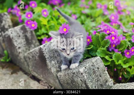 cute little kitten playing on the flower meadow outdoor Stock Photo