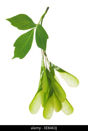 Maple Acer negundo leaves and seeds isolated on white. Also name boxelder maple, manitoba maple, elf maple, ashleaf maple. Stock Photo