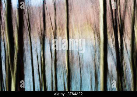 View of blurred forest scene featuring tall, slender trees reaching towards a soft, pastel sky, creating an ethereal and dreamlike atmosphere, Comano, Stock Photo