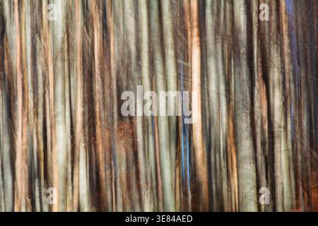 View of blurred, vertical tree trunks create an abstract tapestry of earthy browns, cool grays, and hints of blue in the forest near Passo del Lagastr Stock Photo
