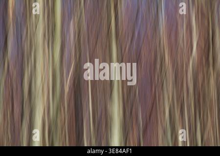 View of an abstract forest of blurred vertical lines of brown, purple, and pale green hues, creating a sense of movement and depth, Comano, Tuscany, I Stock Photo