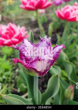 Blooming tulip flower. Blooming tulip flower with purple petal in inflorescence on spring morning. Blooming of blossoming white tulip flower growing ground. Natural background. Tulip. Nature Stock Photo