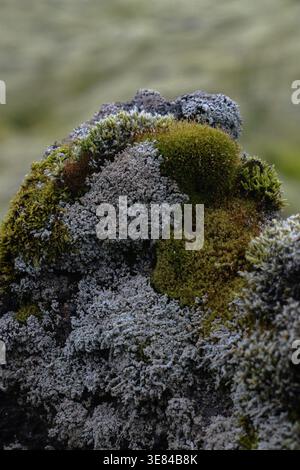View of moss and lichen blanketing a rock in a symphony of green and grey textures, Skaftárhreppur, Skaftárhreppur, Iceland. Stock Photo
