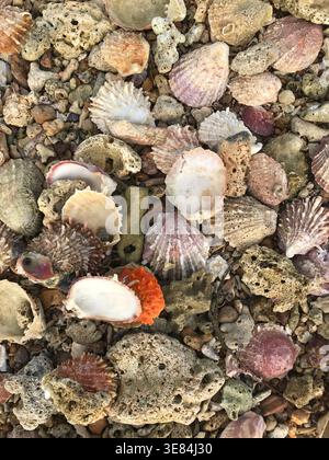 Shells of different types found on a beach Stock Photo