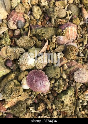Shells of different types found on a beach Stock Photo