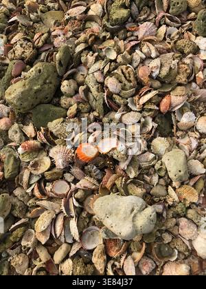 Shells of different types found on a beach Stock Photo