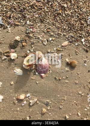 Shells of different types found on a beach Stock Photo