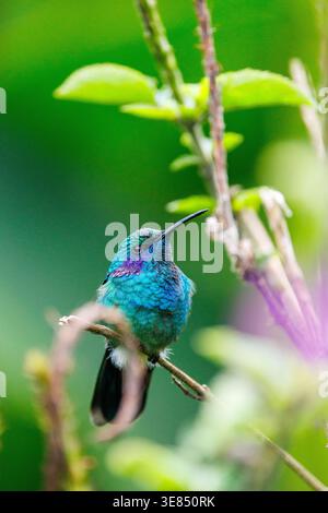 Colorful hummingbird perched on twig in lush green garden, shallow depth of field with soft bokeh and natural light, wildlife macro close-up. Stock Photo