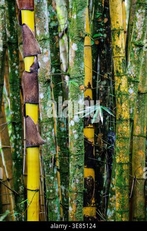 Close-up of bamboo stalks in dense tropical forest, showing green and yellow culms with peeling brown sheaths, natural texture background. Stock Photo