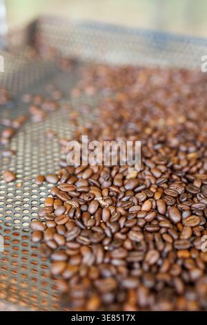 Close-up of roasted coffee beans cooling on a perforated metal tray in a roaster, with shallow depth of field and warm tones. Stock Photo