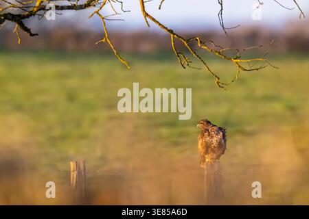 Buzzard sitting on a rustic wooden fence post at sunrise in the Solutre Pouilly countryside Stock Photo