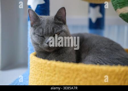 8 months old sleepy British Blue, British Shorthair cat lying on the cat bed. Stock Photo