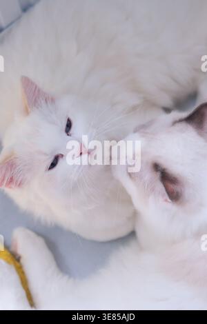 Two 7 months old, ragdoll kittens playing together. domestic cat Stock Photo