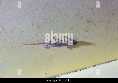 Common house gecko on ancient stone wall in Ayutthaya Historical Park, Thailand Stock Photo