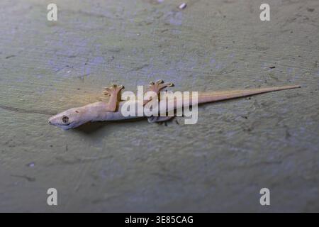 Common house gecko on ancient stone wall in Ayutthaya Historical Park, Thailand Stock Photo