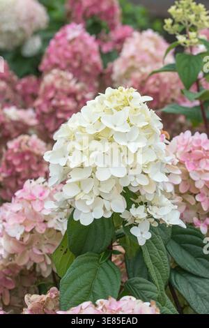 Rispen-Hortensie (Hydrangea paniculata FIRE LIGHT) Stock Photo