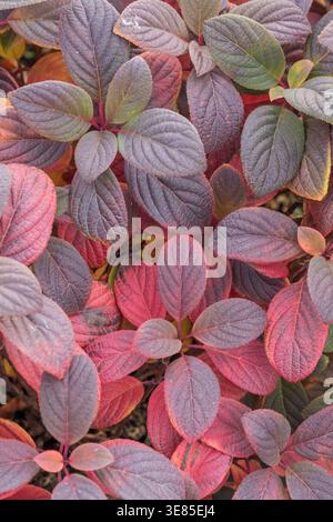 Rispen-Hortensie (Hydrangea paniculata LITTLE QUICK FIRE) Stock Photo