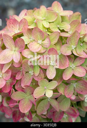 Rispen-Hortensie (Hydrangea paniculata LITTLE LIME) Stock Photo